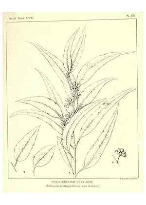 Seller image for Reproduccin/Reproduction 39966214533: The forest flora of New South Wales /. Sydney :W. A. Gullick,1902-1925. for sale by EL BOLETIN