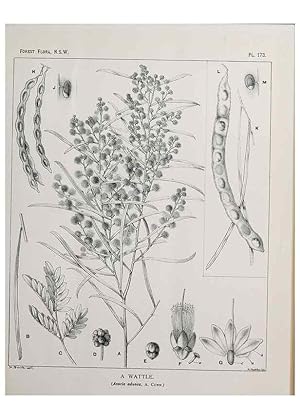 Image du vendeur pour Reproduccin/Reproduction 46878374022: The forest flora of New South Wales /. Sydney :W. A. Gullick,1902-1925. mis en vente par EL BOLETIN