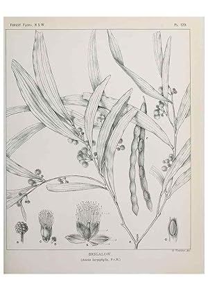 Image du vendeur pour Reproduccin/Reproduction 46016509175: The forest flora of New South Wales /. Sydney :W. A. Gullick,1902-1925. mis en vente par EL BOLETIN