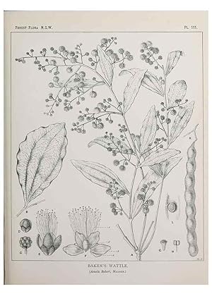 Seller image for Reproduccin/Reproduction 31989427377: The forest flora of New South Wales /. Sydney :W. A. Gullick,1902-1925. for sale by EL BOLETIN