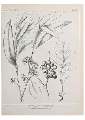 Immagine del venditore per Reproduccin/Reproduction 39965932453: The forest flora of New South Wales /. Sydney :W. A. Gullick,1902-1925. venduto da EL BOLETIN