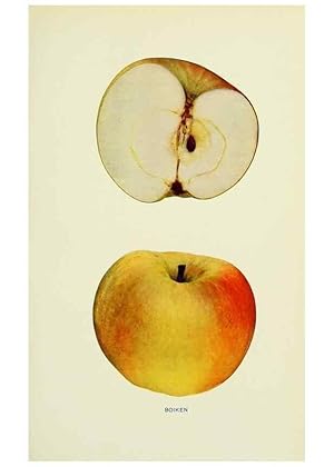 Immagine del venditore per Reproduccin/Reproduction 27590124337: The apples of New York,. Albany,J. B. Lyon Co., Printers,1905. venduto da EL BOLETIN