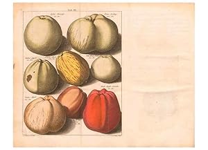 Bild des Verkufers fr Reproduccin/Reproduction 42280172311: Pomologie,. Amsterdam,M. Mage?rus,1771. zum Verkauf von EL BOLETIN