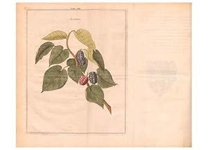 Bild des Verkufers fr Reproduccin/Reproduction 28405675708: Fructologie,. Amsterdam,M. Mage?rus,1771. zum Verkauf von EL BOLETIN