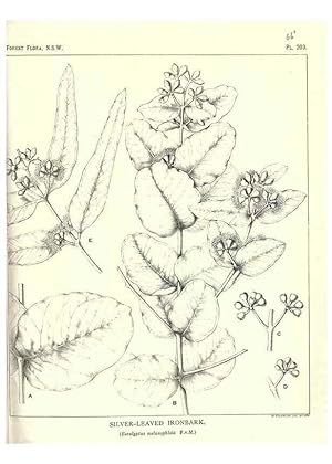 Image du vendeur pour Reproduccin/Reproduction 33055187428: The forest flora of New South Wales /. Sydney :W. A. Gullick,1902-1925. mis en vente par EL BOLETIN