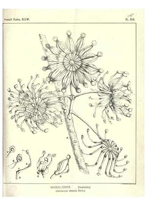 Image du vendeur pour Reproduccin/Reproduction 46205960064: The forest flora of New South Wales /. Sydney :W. A. Gullick,1902-1925. mis en vente par EL BOLETIN