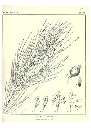 Seller image for Reproduccin/Reproduction 46205947044: The forest flora of New South Wales /. Sydney :W. A. Gullick,1902-1925. for sale by EL BOLETIN