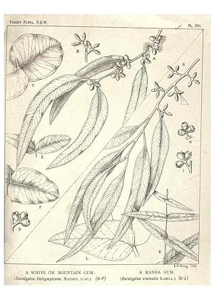 Image du vendeur pour Reproduccin/Reproduction 39966221153: The forest flora of New South Wales /. Sydney :W. A. Gullick,1902-1925. mis en vente par EL BOLETIN