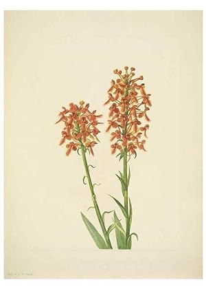 Seller image for Reproduccin/Reproduction 33043805748: North American wild flowers. Washington, D.C. :Smithsonian Institution,1925. for sale by EL BOLETIN