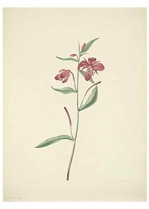 Seller image for Reproduccin/Reproduction 31978008877: North American wild flowers. Washington, D.C. :Smithsonian Institution,1925. for sale by EL BOLETIN