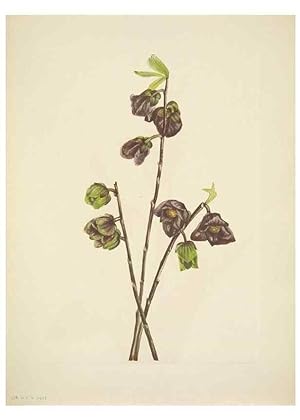 Seller image for Reproduccin/Reproduction 31977974997: North American wild flowers. Washington, D.C. :Smithsonian Institution,1925. for sale by EL BOLETIN