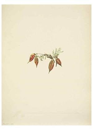 Seller image for Reproduccin/Reproduction 46919026001: North American wild flowers. Washington, D.C. :Smithsonian Institution,1925. for sale by EL BOLETIN