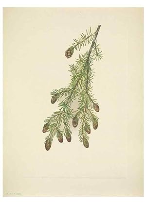 Seller image for Reproduccin/Reproduction 46919011571: North American wild flowers. Washington, D.C. :Smithsonian Institution,1925. for sale by EL BOLETIN