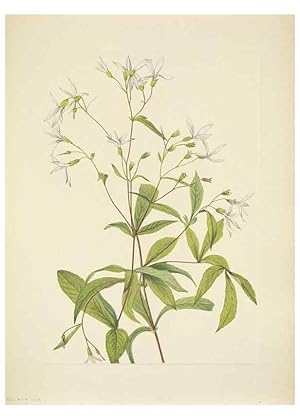 Seller image for Reproduccin/Reproduction 46866856982: North American wild flowers. Washington, D.C. :Smithsonian Institution,1925. for sale by EL BOLETIN