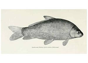 Seller image for Reproduccin/Reproduction 46889327702: The fishes of Illinois,. [Danville, Ill.] :Pub. by authority of the state Legislature,[1908]. for sale by EL BOLETIN