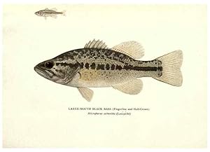 Seller image for Reproduccin/Reproduction 33066591498: The fishes of Illinois /. [Springfield, Ill. :Illinois State Journal Co.],1919-1920. for sale by EL BOLETIN