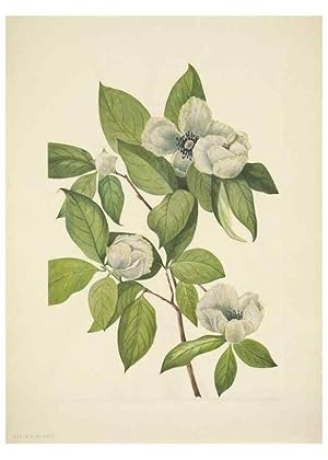 Seller image for Reproduccin/Reproduction 39954368383: North American wild flowers. Washington, D.C. :Smithsonian Institution,1925. for sale by EL BOLETIN