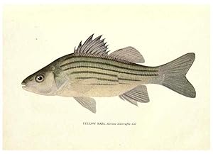 Seller image for Reproduccin/Reproduction 46217473974: The fishes of Illinois /. [Springfield, Ill. :Illinois State Journal Co.],1919-1920. for sale by EL BOLETIN