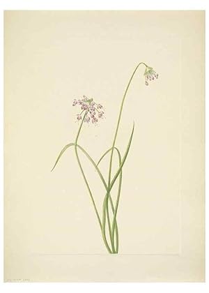 Seller image for Reproduccin/Reproduction 46866896112: North American wild flowers. Washington, D.C. :Smithsonian Institution,1925. for sale by EL BOLETIN