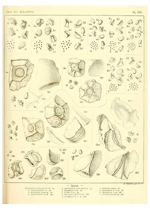 Immagine del venditore per Reproduccin/Reproduction 40097734723: A critical revision of the genus Eucalyptus,. Sydney,Gullick,1903-33. venduto da EL BOLETIN