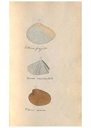 Image du vendeur pour Reproduccin/Reproduction 32197302567: A conchological dictionary of the British Islands /. London :John Booth,1819. mis en vente par EL BOLETIN