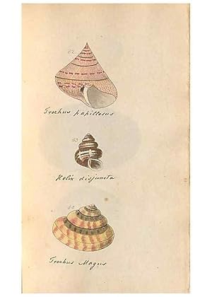 Image du vendeur pour Reproduccin/Reproduction 46225120365: A conchological dictionary of the British Islands /. London :John Booth,1819. mis en vente par EL BOLETIN