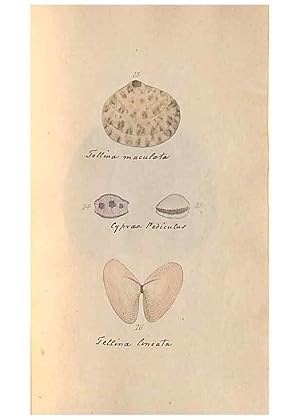 Image du vendeur pour Reproduccin/Reproduction 47087091532: A conchological dictionary of the British Islands /. London :John Booth,1819. mis en vente par EL BOLETIN