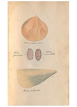 Image du vendeur pour Reproduccin/Reproduction 47087089592: A conchological dictionary of the British Islands /. London :John Booth,1819. mis en vente par EL BOLETIN