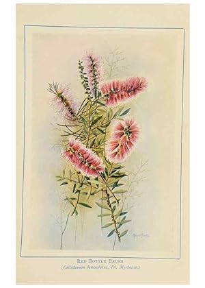 Seller image for Reproduccin/Reproduction 46340986304: Australian wild flowers /. Sydney :N.S. W. Bookstall Co.,[1912?]. for sale by EL BOLETIN