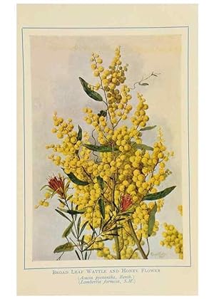 Seller image for Reproduccin/Reproduction 46340982644: Australian wild flowers /. Sydney :N.S. W. Bookstall Co.,[1912?]. for sale by EL BOLETIN