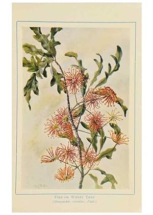 Image du vendeur pour Reproduccin/Reproduction 33189696358: Australian wild flowers /. Sydney :N.S. W. Bookstall Co.,[1912?]. mis en vente par EL BOLETIN