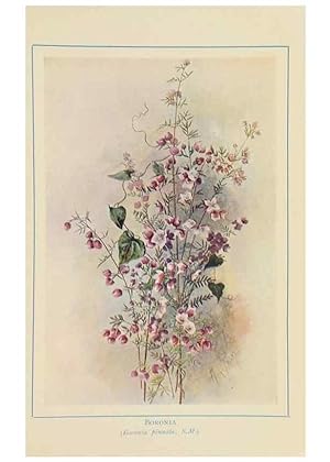 Image du vendeur pour Reproduccin/Reproduction 47064826351: Australian wild flowers /. Sydney :N.S. W. Bookstall Co.,[1912?]. mis en vente par EL BOLETIN