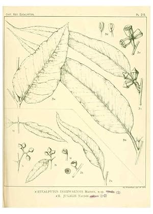 Seller image for Reproduccin/Reproduction 46338610354: A critical revision of the genus Eucalyptus,. Sydney,Gullick,1903-33. for sale by EL BOLETIN