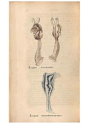 Image du vendeur pour Reproduccin/Reproduction 32197321017: A conchological dictionary of the British Islands /. London :John Booth,1819. mis en vente par EL BOLETIN