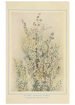 Seller image for Reproduccin/Reproduction 46151234005: Australian wild flowers /. Sydney :N.S. W. Bookstall Co.,[1912?]. for sale by EL BOLETIN
