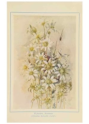 Seller image for Reproduccin/Reproduction 47064827771: Australian wild flowers /. Sydney :N.S. W. Bookstall Co.,[1912?]. for sale by EL BOLETIN