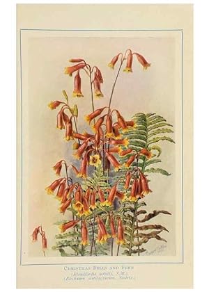 Image du vendeur pour Reproduccin/Reproduction 32123100777: Australian wild flowers /. Sydney :N.S. W. Bookstall Co.,[1912?]. mis en vente par EL BOLETIN