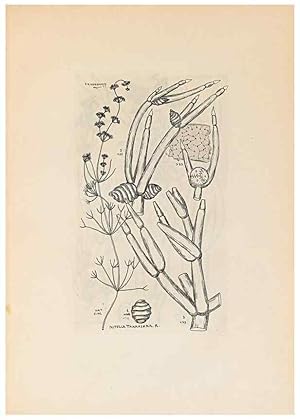 Imagen del vendedor de Reproduccin/Reproduction 47094081302: Contributions to Japanese Characeae,. n.p.,1898?. a la venta por EL BOLETIN