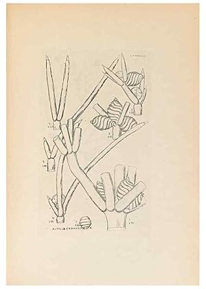 Imagen del vendedor de Reproduccin/Reproduction 32204387987: Contributions to Japanese Characeae,. n.p.,1898?. a la venta por EL BOLETIN
