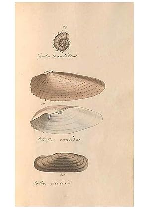 Image du vendeur pour Reproduccin/Reproduction 46415650904: A conchological dictionary of the British Islands /. London :John Booth,1819. mis en vente par EL BOLETIN