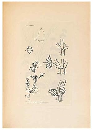 Imagen del vendedor de Reproduccin/Reproduction 46422881344: Contributions to Japanese Characeae,. n.p.,1898?. a la venta por EL BOLETIN