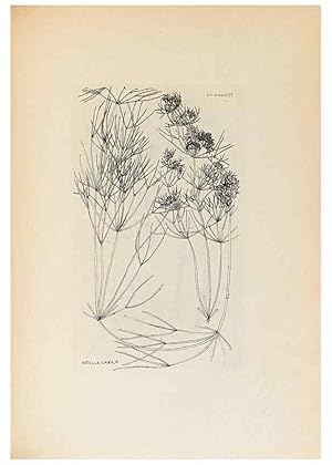 Imagen del vendedor de Reproduccin/Reproduction 46422885394: Contributions to Japanese Characeae,. n.p.,1898?. a la venta por EL BOLETIN