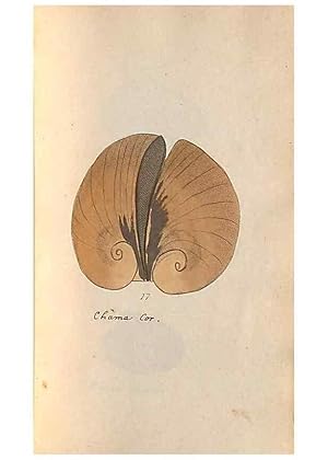 Image du vendeur pour Reproduccin/Reproduction 47087092562: A conchological dictionary of the British Islands /. London :John Booth,1819. mis en vente par EL BOLETIN