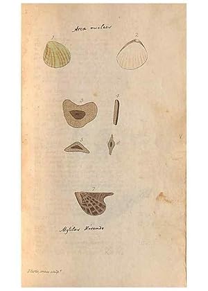 Image du vendeur pour Reproduccin/Reproduction 40174425373: A conchological dictionary of the British Islands /. London :John Booth,1819. mis en vente par EL BOLETIN