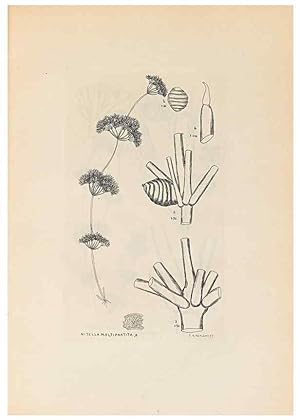 Imagen del vendedor de Reproduccin/Reproduction 47146280041: Contributions to Japanese Characeae,. n.p.,1898?. a la venta por EL BOLETIN