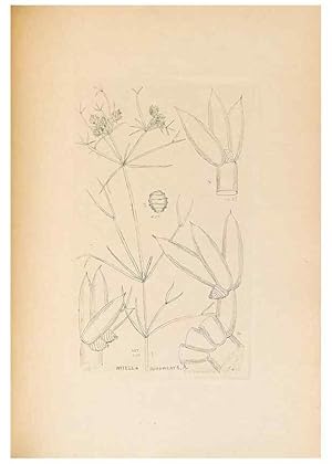 Imagen del vendedor de Reproduccin/Reproduction 46232058325: Contributions to Japanese Characeae,. n.p.,1898?. a la venta por EL BOLETIN