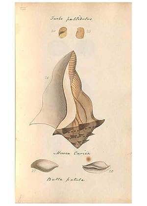 Image du vendeur pour Reproduccin/Reproduction 46415644714: A conchological dictionary of the British Islands /. London :John Booth,1819. mis en vente par EL BOLETIN