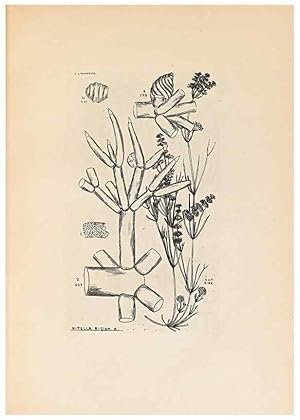 Imagen del vendedor de Reproduccin/Reproduction 46422870704: Contributions to Japanese Characeae,. n.p.,1898?. a la venta por EL BOLETIN