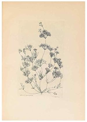 Imagen del vendedor de Reproduccin/Reproduction 40181326183: Contributions to Japanese Characeae,. n.p.,1898?. a la venta por EL BOLETIN