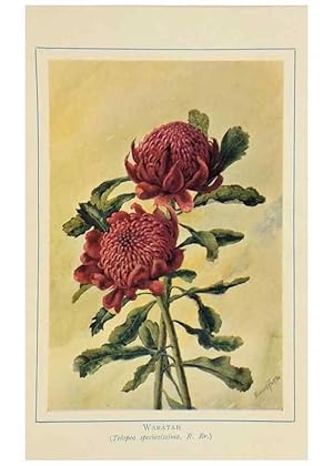 Seller image for Reproduccin/Reproduction 47012593862: Australian wild flowers /. Sydney :N.S. W. Bookstall Co.,[1912?]. for sale by EL BOLETIN